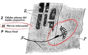 Nervios intercostales