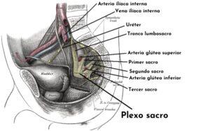 Plexo sacro