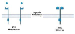 Receptores de insulina