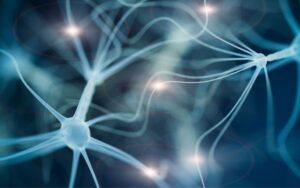 Regeneración de las neuronas