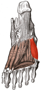 Musculos intrinsecos del pie y sus funciones