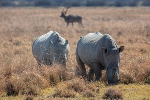 Rinoceronte blanco: características, alimentación, comportamiento