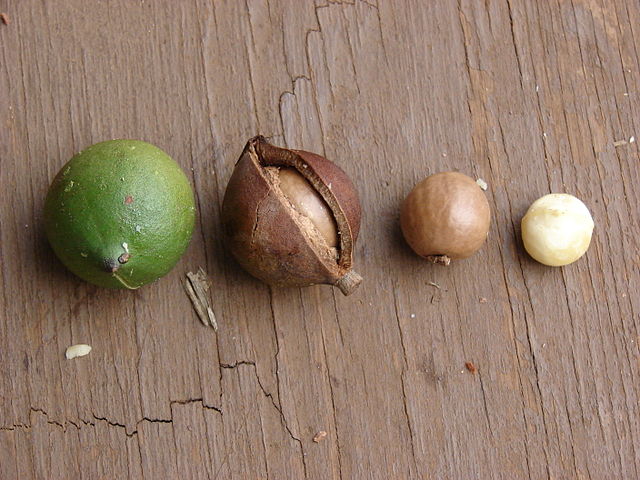 Macadamia: qué es, características, hábitat, beneficios, usos, cultivo
