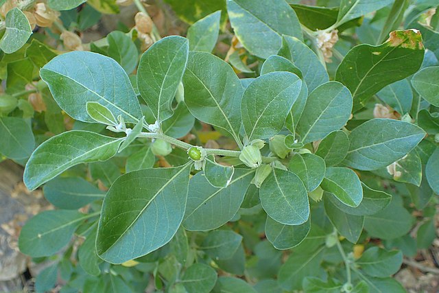 Ashwagandha Caracteristicas Habitat Propiedades Efectos