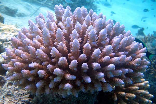 Arrecifes de coral: características, formación, tipos, flora, fauna