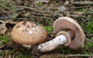 Agaricus