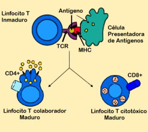 Linfocitos T CD4: estructura, funciones, maduración