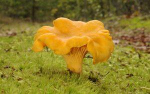 Cantharellus cibarius