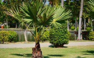 Chamaerops humilis