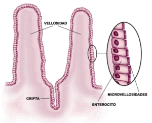 Vellosidades intestinales: histología, funciones