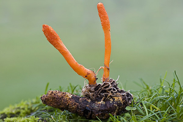 cordyceps parazita