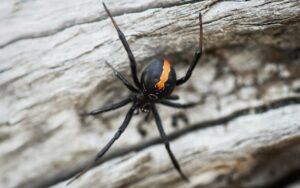 Latrodectus
