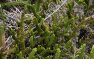 Lycopodium clavatum