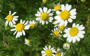 Matricaria recutita
