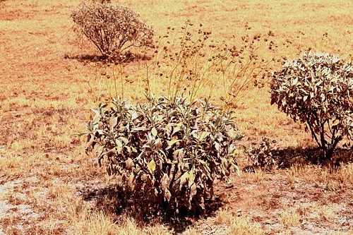 Salvia Blanca Propiedades Y Beneficios De Esta Planta Poderosa Salvia Blanca Propiedades Y Beneficios De Esta Planta Poderosa