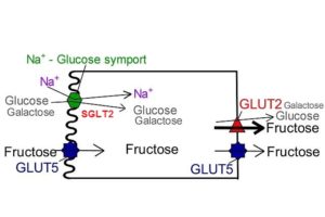 SGLT2 (Cotransportador sodio glucosa)