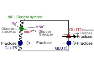 SGLT (Proteínas de transporte sodio-glucosa)