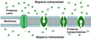 Proteínas transportadoras de membrana: funciones y tipos