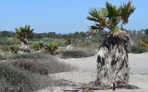 Washingtonia filifera