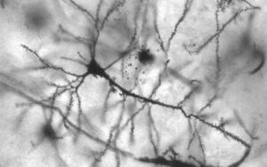 Anatomía microscópica