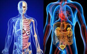 Anatomía sistemática