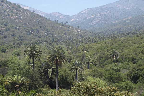 Bosque mediterráneo: características, flora, fauna, relieve