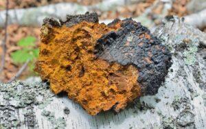 Chaga