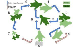 Ciclo de vida de la tortuga de mar