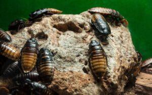Cucaracha de Madagascar