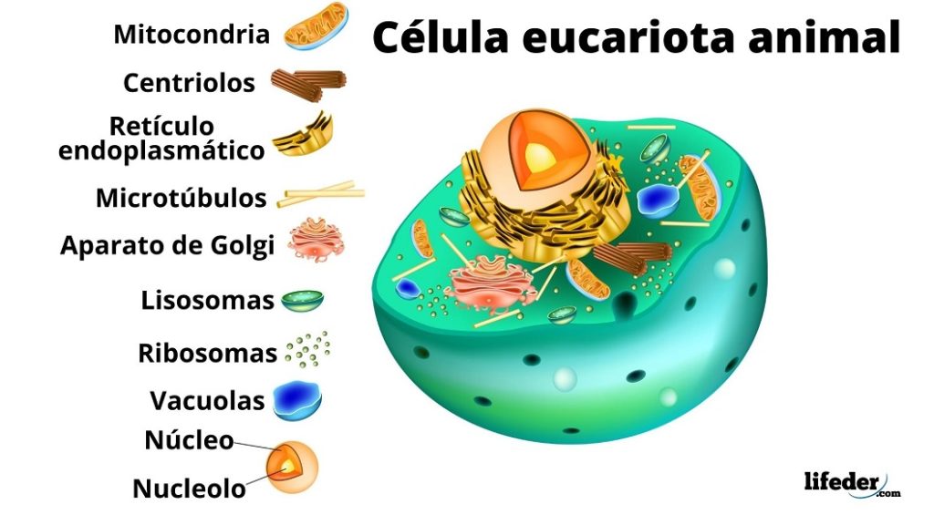 ¿qué Es La Quimiotaxis