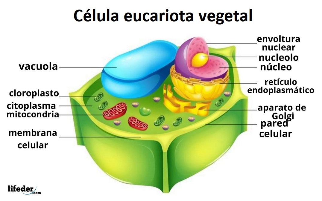 Características De La Celula Eucariota Vegetal www.lifeder.com