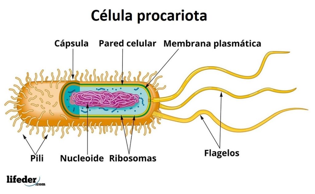 Tipos de células y sus características (eucariotas y