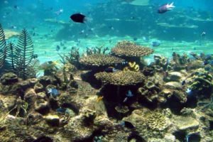 Arrecifes de coral: características, formación, tipos, flora, fauna