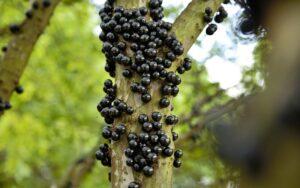 Jabuticaba