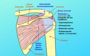 Manguito de los rotadores