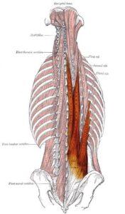Músculo erector de la columna
