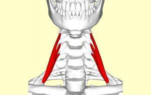 Músculo escaleno anterior