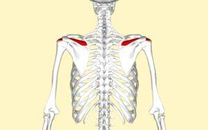 Músculo supraespinoso