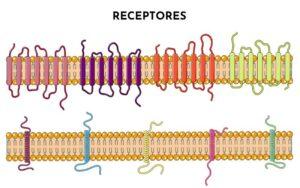 Receptores de membrana