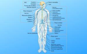 Sistema nervioso humano