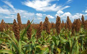 Sorgo