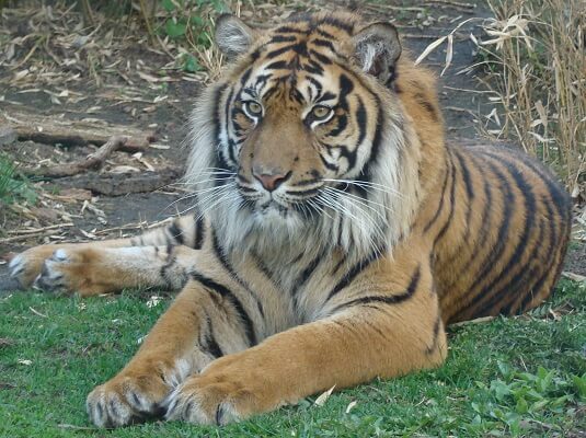 Tigre de Sumatra: características, hábitat, reproducción, alimentación