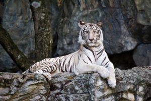 Tigres blancos: características, distribución, reproducción, alimentación