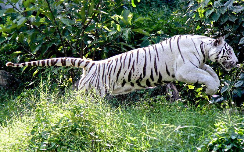 Tigres blancos: qué son, características, hábitat, reproducción
