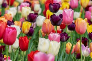 Tulipanes: características, reproducción, nutrición, enfermedades