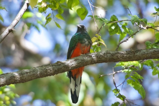 Fauna de México: qué es, 15 animales y características