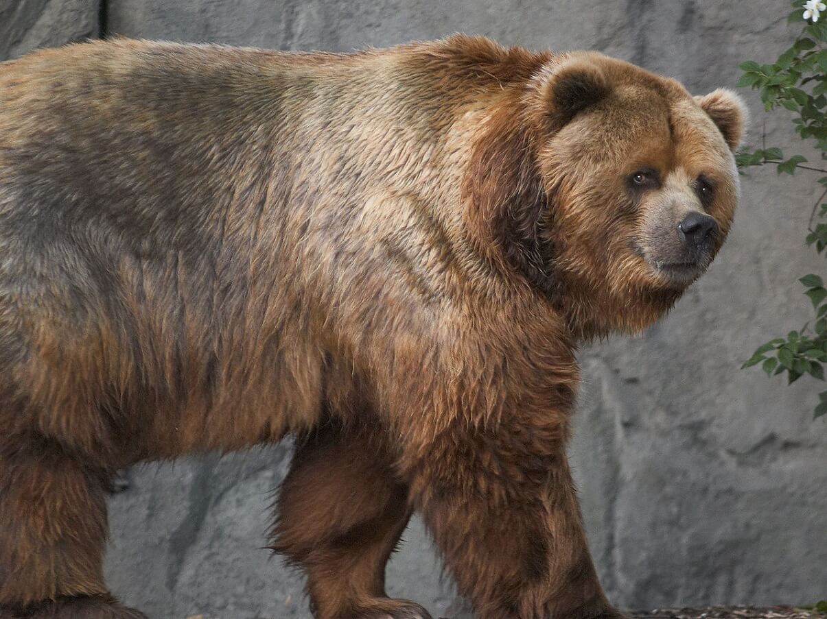 Oso Kodiak qué es, características, hábitat, comportamiento