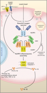 Inflamasoma: activación y funciones