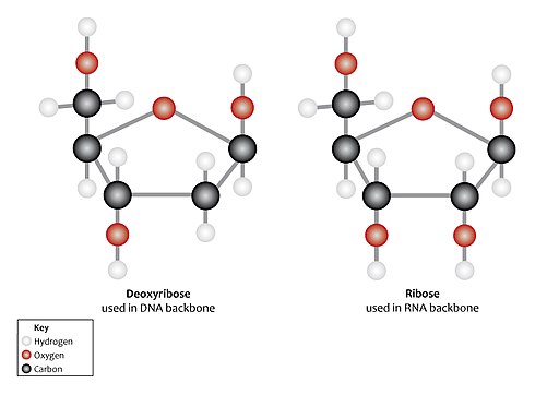 Desoxirribosa: qué es, estructura, funciones, biosíntesis