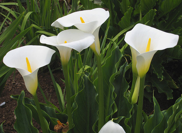 Flor cala: características, hábitat, propiedades, usos, cultivo